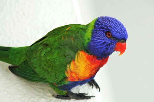 Lorikeet,  Paukštis,  Australia,  Laukinė Gamta,  Gamta,  Viešasis & Nbsp,  Domenas,  Tapetai,  Fonas,  Spalvinga,  Žalias,  Mėlynas,  Geltona,  Raudona,  Portretas,  Uždaryti & Nbsp,  Vaivorykštė,  Papūga,  Atogrąžų,  Egzotiškas,  Plunksnos,  Lorikeet