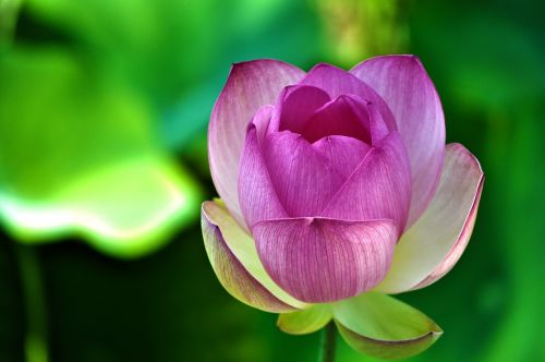 Lotosas, Lotuso Gėlė, Gėlė, Rožinis, Žiedlapiai, Žydėti, Žydi, Vandens