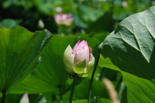 Lotosas, Lotus Budas, Lotuso Gėlė, Ramybė, Botanikos
