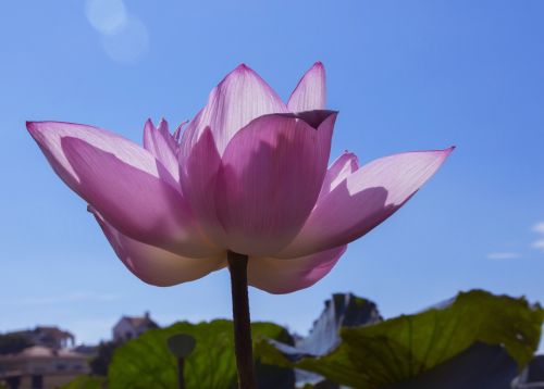Gėlė,  Vakarus Ežeras,  Hà & Nbsp,  Nội,  Amateurpic,  Lotosas,  Lotus
