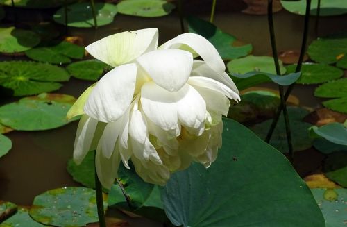 Lotosas, Gėlė, Balta, Nelumbo Nucifera, Indijos Lotosas, Šventasis Lottas, Dharwad, Karnataka, Indija