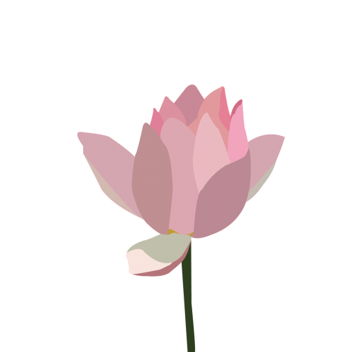 Lotosas, Rožinė Lotta, Gėlė, Augalas, Lotuso Gėlė