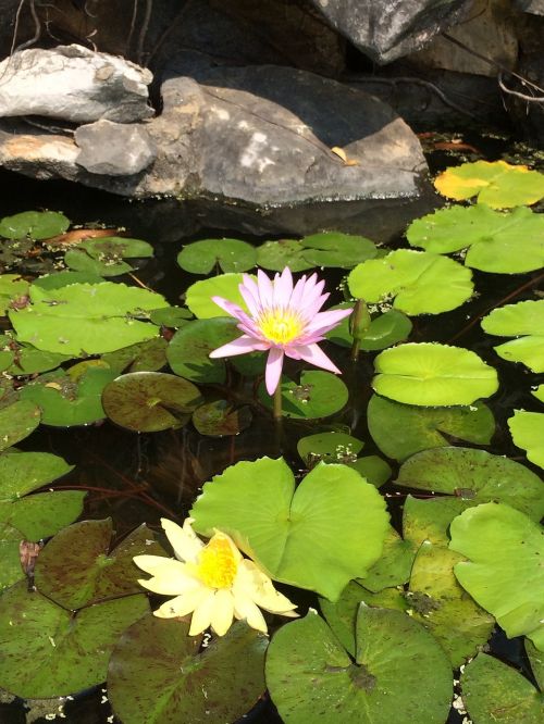 Lotosas, Lotuso Gėlė, Renko, Tvenkinys, Vandens Augalas
