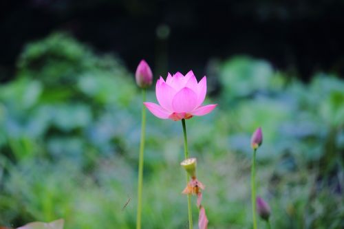 Lotosas, Daechung, Lotuso Kaimas, Gėlės, Rožinis, Vabzdžiai, Pasodintas Augalas