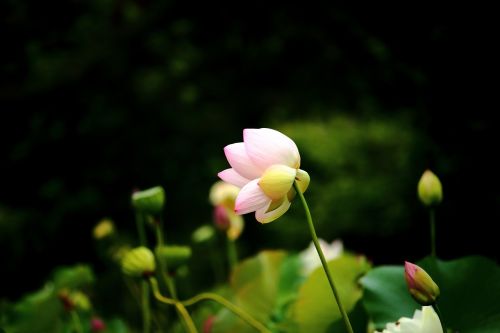 Lotosas, Daechung, Lotuso Kaimas, Gėlės, Rožinis, Vabzdžiai, Pasodintas Augalas
