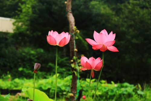 Lotosas, Daechung, Lotuso Kaimas