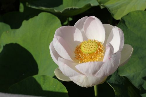 Lotosas, Gėlė, Lotuso Gėlė, Gamta, Grožis, Gėlės, Lotuso Gėlė