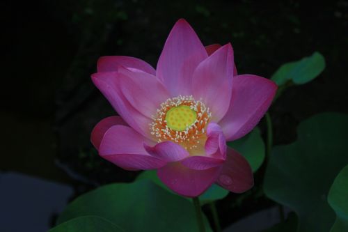 Lotosas, Gėlė, Indija