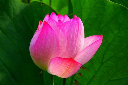 Lotosas, Gėlės, Žalias, Japonija, Rožinis, 池 见 Žolė, Lotuso Gėlė