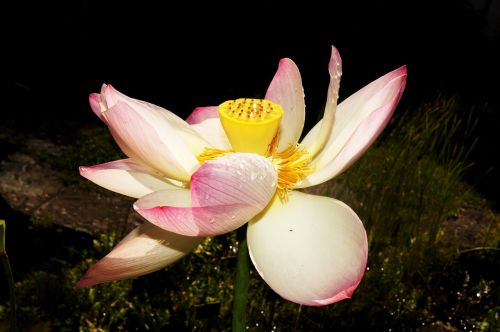 Lotosas, Chiaroscuro, Vandens Gėlės, Zen