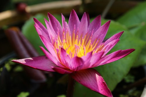 Lotus,  Pobūdį,  Rožinis,  Bua Draudimas,  Gėlės,  Vandens Augalai,  Purple Lotus