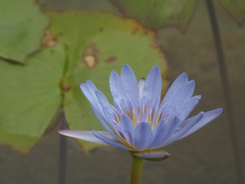 Lotus,  Vandens,  Gėlė,  Lilium