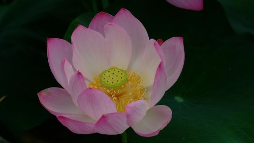 Lotus,  Augalai,  Pobūdį,  Šis Tipas,  Žydėjimo,  Žiedlapis,  Korėja