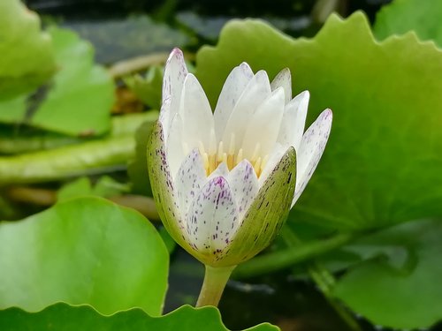Lotus,  Baltas