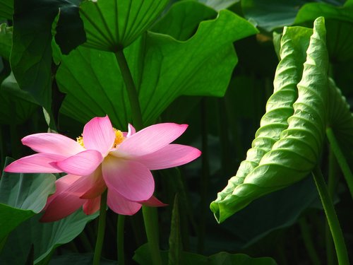 Lotus,  Rožinė Raudona Spalva 蓮 Gėlės,  Nanhu Parkas,  Changchun,  Jilin