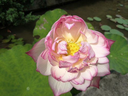 Lotus,  Augalas