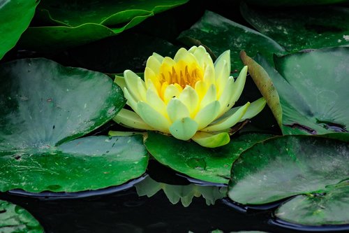 Lotus,  Gėlė,  Žydėjimo,  Gamta