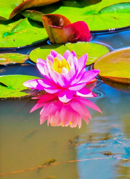 Lotus,  Vandens,  Augalų,  Natūralus,  Gėlė,  Rožinė Lotus,  Vandens Lotoso,  Pobūdį,  Vasara,  Korėja Pilietis,  Iš Arti,  Gėlės,  Efektingas Gėlės,  Gėlių Uždaryti Iki,  Jeju,  Žydėjimas