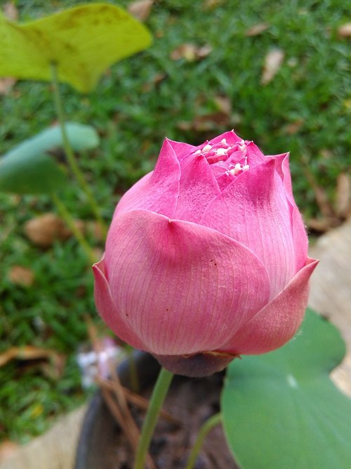 Lotus,  Gėlė,  Gėlių Pumpurų,  Lotus Pumpuras