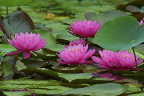 Lotus,  Vandens Lelijos,  Aitvaras,  Gėlės