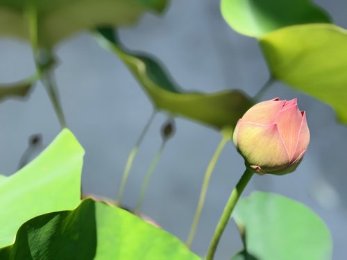 Lotus,  Bud,  Pavasaris,  Gėlės