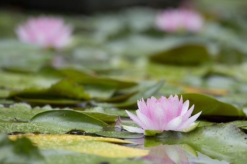 Lotus,  Gėlė,  Vandens Augalai,  Vasara