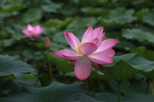 Lotus,  Vandens Lelijos,  Pobūdį,  Gėlės,  Augalai,  Tvenkinys Augalai,  Tvenkinys,  Vandens Augalai,  Žiedas,  Žiedlapis,  Lotus Lapai