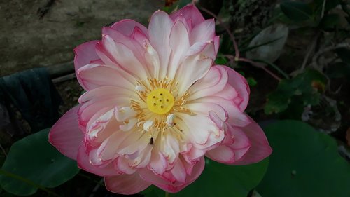 Lotus,  Indija Nacionalinė Gėlė,  Rožinė Lotus,  Iš Arti,  Geltonos Žiedadulkės