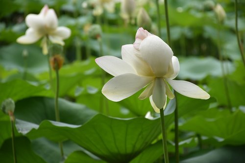 Lotus,  Gėlė,  Lelijos Lapai