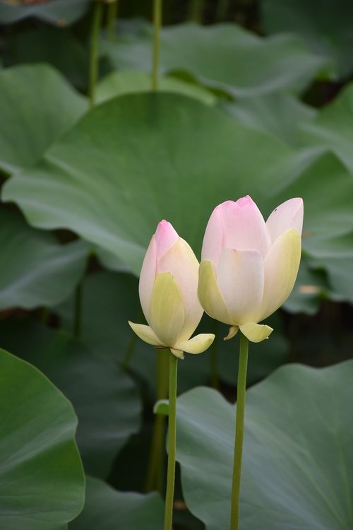 Lotus,  Vasara,  Gėlė