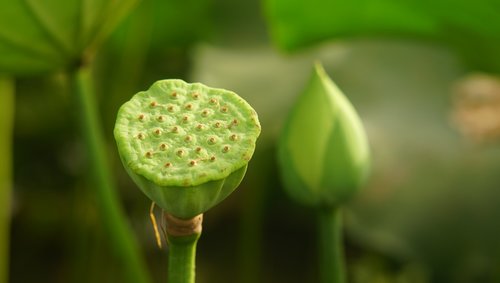 Lotus,  Gėlė,  Žalias,  Iš Arti
