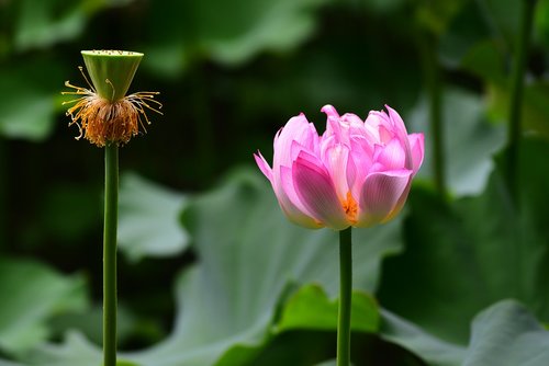 Lotus,  Gėlė,  Augalas