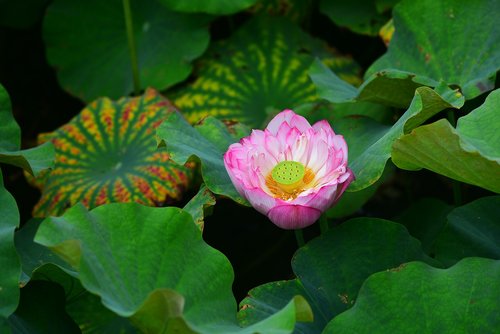 Lotus,  Gėlė,  Augalas
