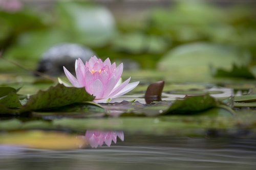 Lotus,  Gėlė,  Vandens Augalai,  Vasara