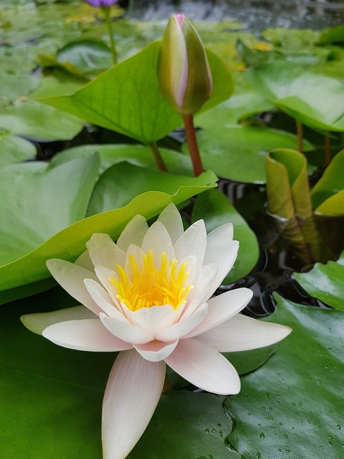 Lotus,  Baltos Spalvos,  Gėlė