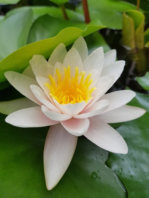 Lotus,  Gėlė,  Baltas