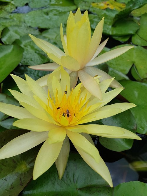 Lotus,  Lelija,  Gėlė