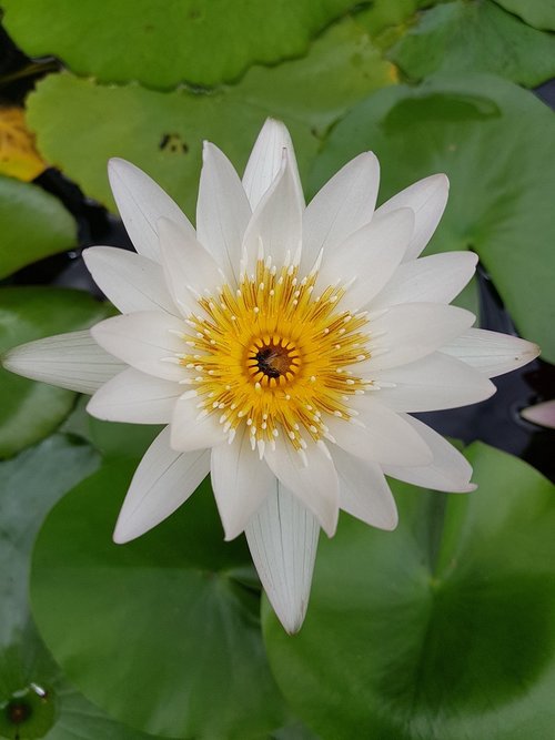 Lotus,  Lelija,  Gėlė
