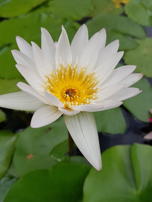 Lotus,  Gėlė,  Lelija