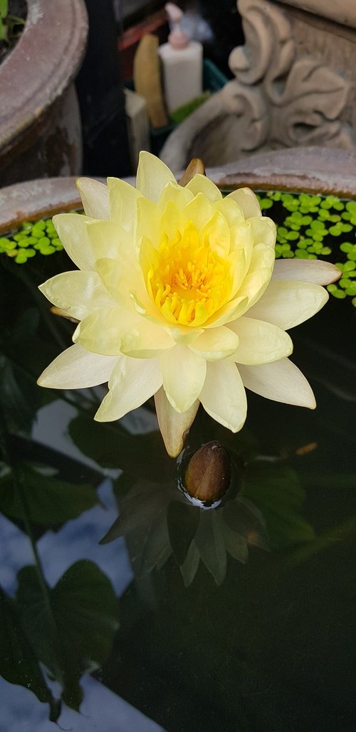 Lotus,  Geltona,  Šviesus,  Vandens Augalai,  Gėlės,  Lapai