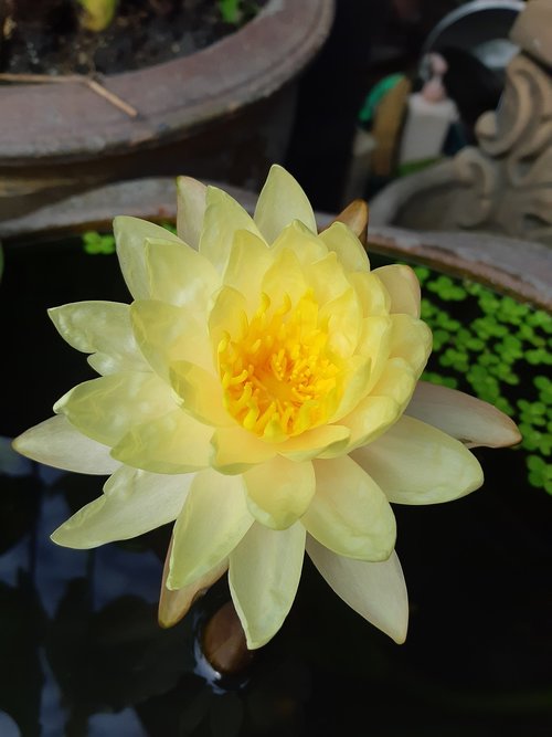 Lotus,  Pobūdį,  Vandens Augalai,  Gėlė,  Lotoso Baseino