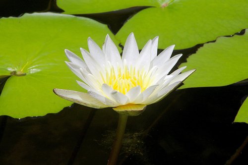 Lotus,  Lotoso Baltos Spalvos,  Gėlė