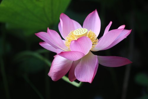 Lotus,  Lotuso Gėlė,  Stiebas,  Žiedlapiai,  Rainelė