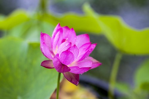 Lotus,  Vėjo,  Nagų,  Pobūdį,  Vasaros Pradžioje,  Vandens Augalai,  Gėlės,  Rožinis,  Gražus,  Korėja
