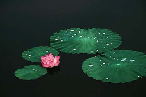 Lotus,  Augalų,  Zen,  Natūralus