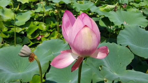 Lotus,  Lotoso Lapų,  Gėlės,  Tvenkinys