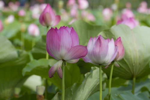 Lotus,  Pobūdį,  Tvenkinys,  Gėlės