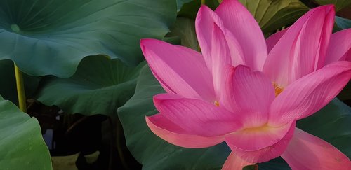 Lotus,  Tropical,  Gėlės,  Lelija,  Pobūdį,  Augalai,  Baseinas Vandens Telkinys