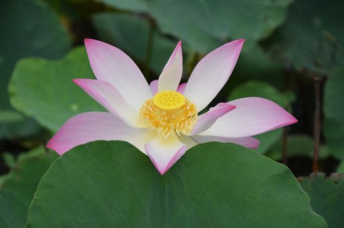 Lotus,  Gėlė,  Rožinis