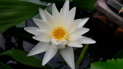 Lotus,  Gėlės,  Augalas